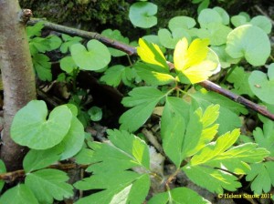 Psychiatric Clinic Revisited