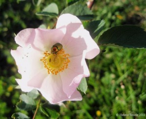 The Stigma of Eastern Medicine