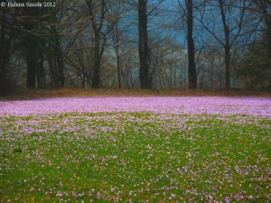 Why Own Your Own Car