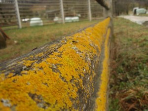 Why Strive for Something Better, When Lichen Will Do