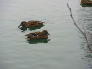 Seasonal Mood Disorders