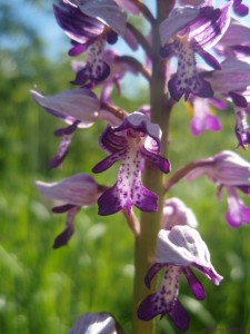 The irresistible extremes