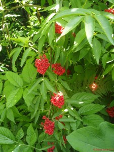 Close encounter with Feri Lainscek