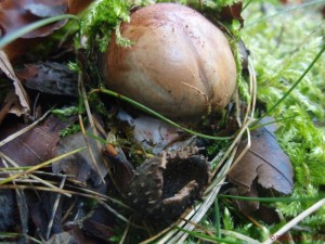 To revenge or to forgive or to ignore