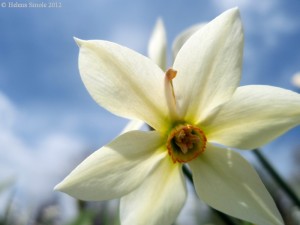 schizoaffective disorder books