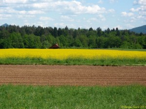 love and fear as rivals