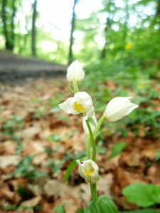 balancing bipolar books