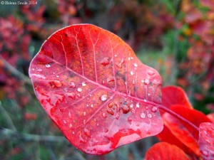 phases of romantic love