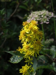 schizoaffective disorder