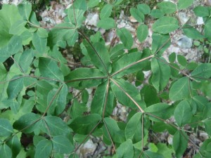 Natural selection through mutations for kids.