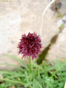 My moto for the swimsuit season.