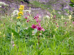 My system of coping with schizoaffective disorder consists of various activities.