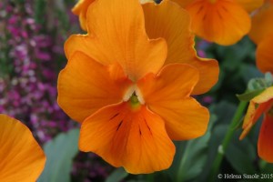 We can be radiators of loving thoughts.