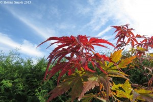 I realize that cleaning is not only necessary and useful, it even possesses a meditative function.