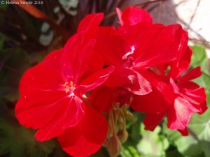 Wikipedia for example states both a positive and a negative connotation of pride. 