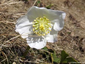 A wish can blind the inner feeling of what is still right and reasonable.