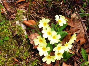 Sometimes I get more than one idea in a fortnight. 