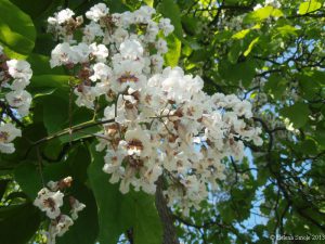 Gratitude makes us accept what we have and be happy this moment. 