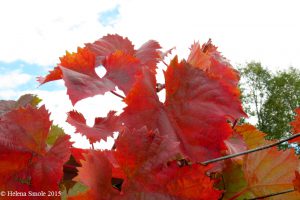 Shorter days calm our hearths and the bees.