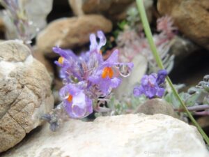 Linaria alpina. Struggling among rocks.