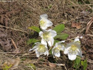 Black hellebore, a plant with a black root and a white blossom.