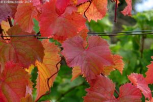A red leaved vine.