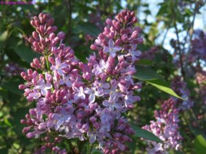 God’s creation: a flowering common lilac bush.